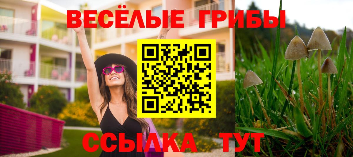 Псилоцибиновые грибы Cubensis  Вход с VPN  Кириши 